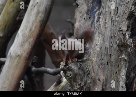 Rote Eichhörnchen in einem Baum Stockfoto