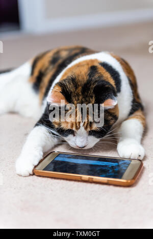 Nahaufnahme des Calico Cat Face am Smartphone Handy video Screen von Vögeln und Tieren auf dem Teppich Etage Haus suchen Stockfoto