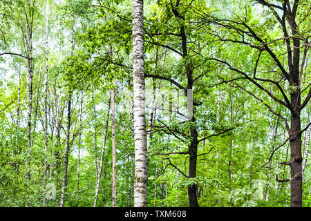 Natürliche Hintergrund - grünen Wald mit Birken und Eichen im Sommer Tag (Schwerpunkt der Birken Stamm). Stockfoto