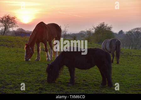 Pferde bei Sonnenuntergang Stockfoto