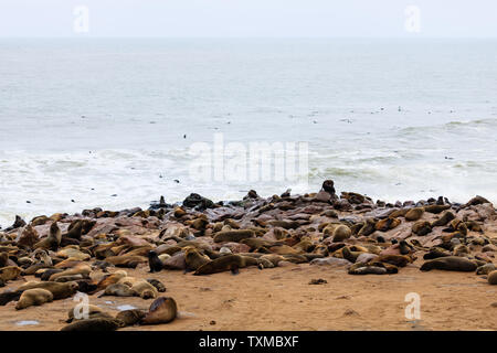 Dichtungen Kolonie in Cape Cross, Namibia Stockfoto