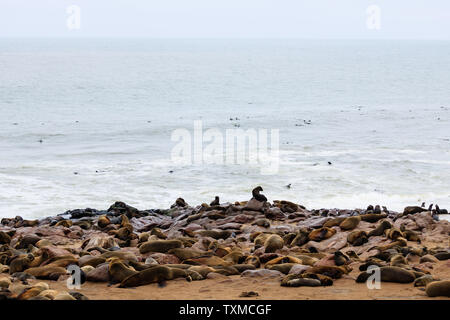 Dichtungen Kolonie in Cape Cross, Namibia Stockfoto