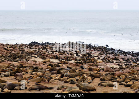 Dichtungen Kolonie in Cape Cross, Namibia Stockfoto