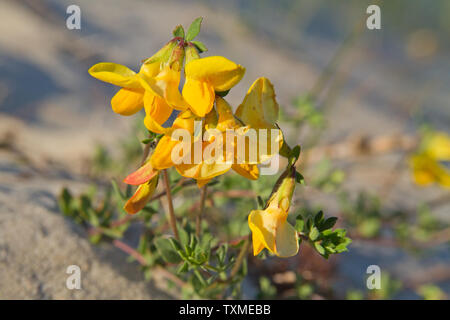 Nahaufnahme der gelbe Blume von Lotus corniculatus, Common Bird's-foot Trefoil, wachsende in dune Sand Stockfoto