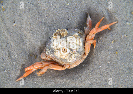 Tot Shore Crab, mit Seepocken, auf der Sand am Strand gewachsen Stockfoto