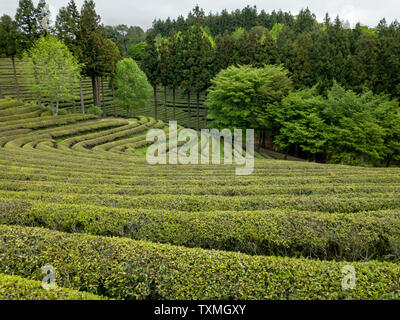 Grüner Tee Felder auf der Plantage in Boseong, Südkorea Stockfoto