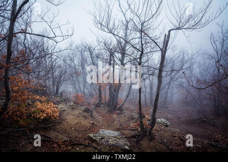 Nebligen Wald in der demerdzhi Gebirgskette im Tal der Gespenster. Krim Туманный лес в Долине привидений на Демерджи в Крыму. Природе Красота в Stockfoto