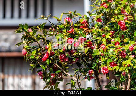 Camellia japonica Japanische rosa rot Blüten am Baum in Japan im Frühjahr viele bunte Blüten in Kyoto. Stockfoto