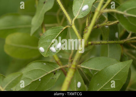 Viburnum Kissenmurinsekt, auf der Unterseite der Viburnum tinus-Blätter, Beginn des Befalls, weißes Wachs-wol bilden sich zu einem Ovisac Stockfoto