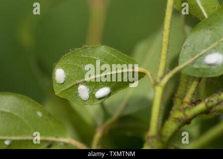 Viburnum Kissenmurinsekt, auf der Unterseite der Viburnum tinus-Blätter, Beginn des Befalls, weißes Wachs-wol bilden sich zu einem Ovisac Stockfoto