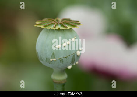 Schlafmohn zeigt die Entwicklung von Saatgut Fall geerntet für seine für Medizin und Medikamente verwendet SAP, Latex Weinen aus frischen Schnitte Stockfoto