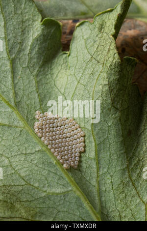 Eier, die am ehesten Vaporer Motte Orgyia Möbel, frisch auf der Unterseite der poppy Blatt gelegt, durch die flügellosen Weibchen Stockfoto