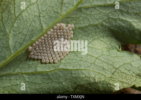 Eier, die am ehesten Vaporer Motte Orgyia Möbel, frisch auf der Unterseite der poppy Blatt gelegt, durch die flügellosen Weibchen Stockfoto