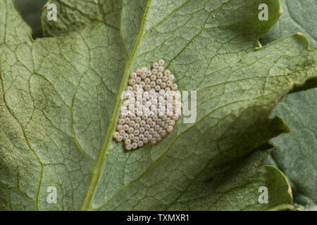 Eier, die am ehesten Vaporer Motte Orgyia Möbel, frisch auf der Unterseite der poppy Blatt gelegt, durch die flügellosen Weibchen Stockfoto