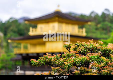 Nahaufnahme des gelben Kinkakuji Tempel Rokuonji oder Goldenen Pavillon, einem zen-buddhistischen Tempel in Kyoto, Japan mit blume Baum im Vordergrund. Stockfoto