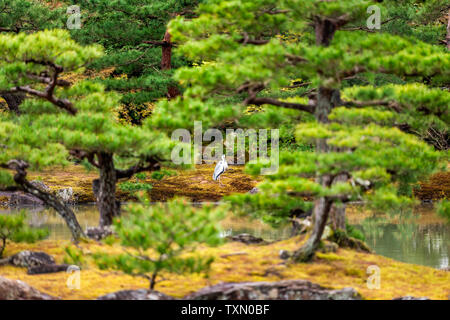 See im Tempel oder Schrein Garten mit rahmung von Bäumen durch Graureiher Vogel auf Moss in Kyoto, Japan Stockfoto