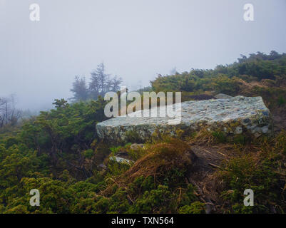 Flaches Stück Rock von großen Dimensionen wie auf einem Berg Hügel durch die nadelbäume Sträucher gesehen. Granit Stein auf der nebligen Tal. Stockfoto