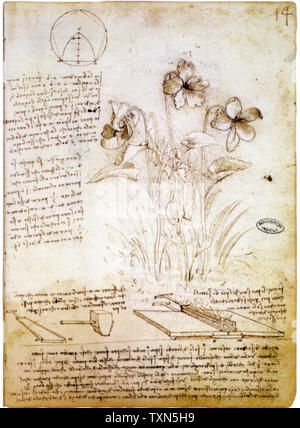 Leonardo Da Vinci, geometrische Figur und botanischen Gestaltung von Blumen, Zeichnung, ca. 1490 Stockfoto