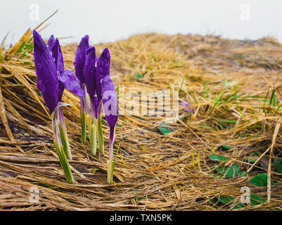 Alpine Krokusse blühen in der Wiese auf der Oberseite der Karpaten. Frischen Tautropfen auf der schönen lila blühenden Blumen in einem kalten regnerischen spr Stockfoto