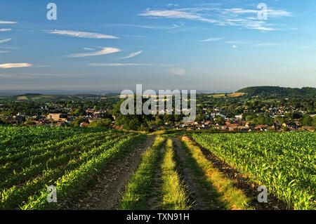 UK, Somerset, Mangold, Wanderweg von Grenzen Lane in Chard Stockfoto