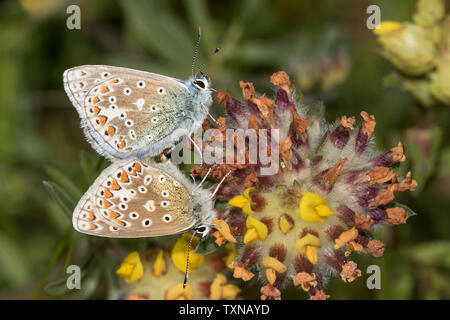 Gemeinsame blaue Schmetterlinge Paarung Stockfoto