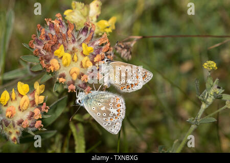 Gemeinsame blaue Schmetterlinge Paarung Stockfoto