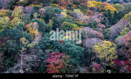 Bäume ändern Blatt Farbe im Herbst in Arashiyama, Kyoto, Kansai, Japan. Stockfoto