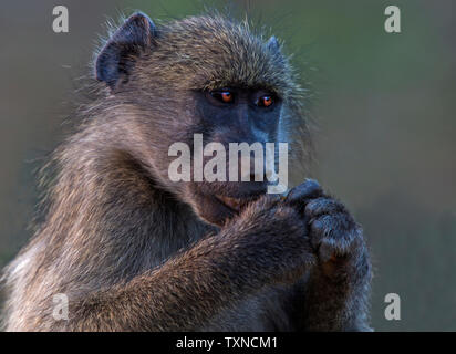 Chacma baboon, Portrait in der Nähe, Krüger Nationalpark, Südafrika Stockfoto