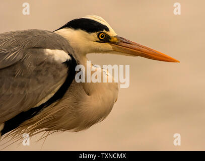 Alert Graureiher, Nahaufnahme, Seite, Ansicht, Krüger Nationalpark, Südafrika Stockfoto