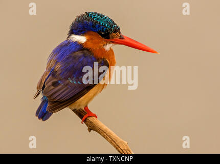 Malachit Eisvogel auf Zweig, Seitenansicht, Krüger Nationalpark, Südafrika Stockfoto