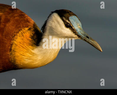 African jacana in See, Nahaufnahme, Seite, Ansicht, Krüger Nationalpark, Südafrika Stockfoto