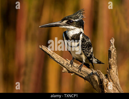 Pied Kingfisher thront auf Zweig, Seitenansicht, Krüger Nationalpark, Südafrika Stockfoto