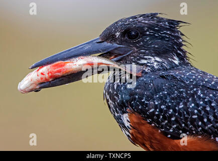 Riesige Eisvogel mit Fisch im Schnabel, Seitenansicht, Krüger Nationalpark, Südafrika Stockfoto