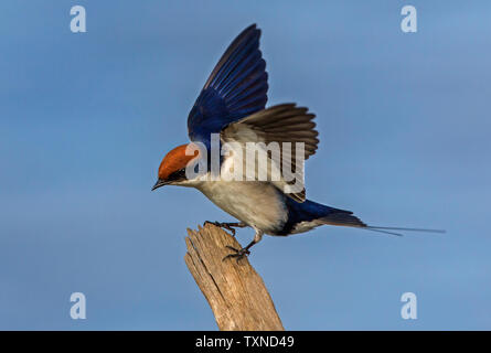 Kabel-tailed Swallow auf fencepost, Seitenansicht, Krüger Nationalpark, Südafrika Stockfoto