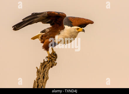 African Fish Eagle hocken auf Ast, Seitenansicht, Krüger Nationalpark, Südafrika Stockfoto