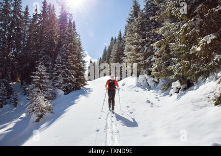 Reifer mann Schneeschuhwandern im verschneiten Bergwald, Rückansicht, Steiermark, Tirol, Österreich Stockfoto