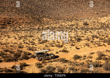 Off Road touristische Fahrzeug folgenden Giraffen und Zebras in ariden Landschaft läuft, Luftaufnahme, Cape Town, Western Cape, Südafrika Stockfoto
