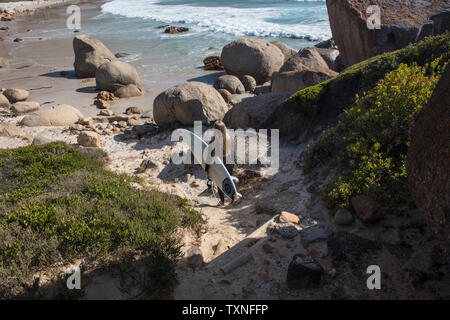 Junge weibliche Surfer, Surfbrett hinunter zum Strand Beach, Cape Town, Western Cape, Südafrika Stockfoto