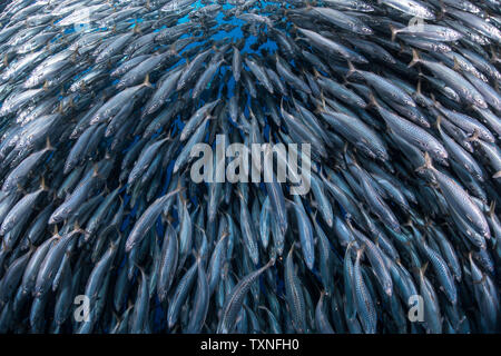 Makrele baitballs Unterwasser, Punta Baja, Baja California, Mexiko Stockfoto