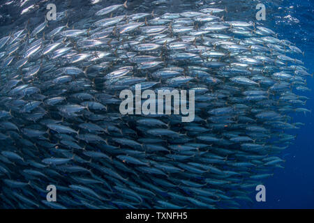 Makrele baitballs Unterwasser, Punta Baja, Baja California, Mexiko Stockfoto