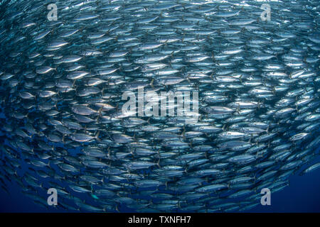 Makrele baitballs Unterwasser, Punta Baja, Baja California, Mexiko Stockfoto