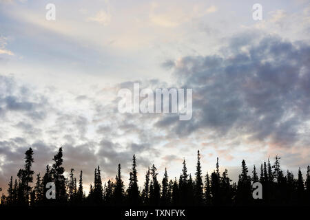 Silhouetted Bäume in der Landschaft, Huhn, Alaska, United States Stockfoto