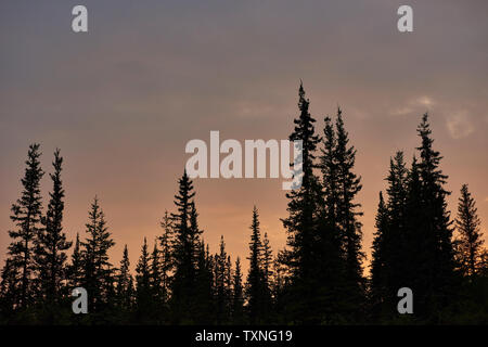 Silhouetted Bäume in der Landschaft, Huhn, Alaska, United States Stockfoto