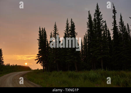 Silhouetted Bäume in der Landschaft, Huhn, Alaska, United States Stockfoto