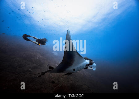 Riesigen ozeanischen Pazifischen Mantarochen gleitet durch männliche Taucher, Revillagigedo Inseln, Socorro, Baja California, Mexiko Stockfoto