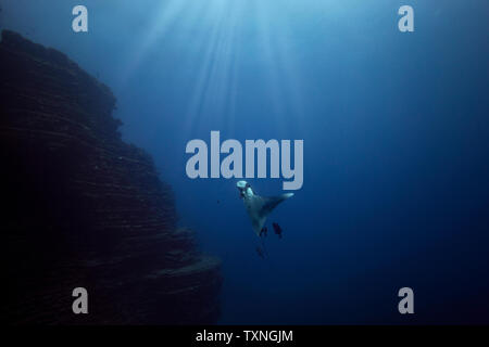 Riesigen ozeanischen Manta Ray, Revillagigedo Inseln, Socorro, Baja California, Mexiko Stockfoto