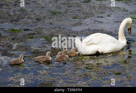 Cygnus olor Höckerschwan mit Cygnets Stockfoto