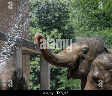 Berlin, Deutschland. 25. Juni 2019. Ein tierpfleger im Zoo Berlin bietet die Elefanten mit Abkühlung und Erfrischung mit einem Wasserschlauch. Credit: Paul Zinken/dpa/Alamy leben Nachrichten Stockfoto