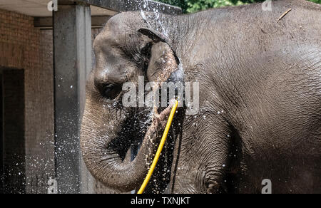 Berlin, Deutschland. 25. Juni 2019. Ein Elefant im Berliner Zoo erhält kühlen und mit Hilfe von einem Wasserschlauch aktualisiert. Credit: Paul Zinken/dpa/Alamy leben Nachrichten Stockfoto
