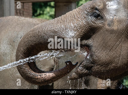 Berlin, Deutschland. 25. Juni 2019. Ein tierpfleger im Zoo Berlin bietet die Elefanten mit Abkühlung und Erfrischung mit einem Wasserschlauch. Credit: Paul Zinken/dpa/Alamy leben Nachrichten Stockfoto